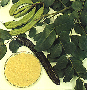 Plate XV: CAROB, Ceratonia siliqua