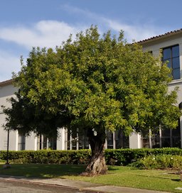 Ceratonia siliqua tree