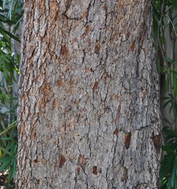 Bark