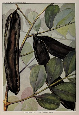 Carob-bean, or Saint John's Breade