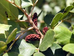 Male flowers on a carob tree in Cyprus, which emanate a strong cadaverine odor.