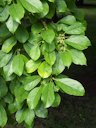 Maclura tricuspidata (syn. Cudrania tricuspidata, Cudrang), fruiting tree cultivated in Wrocław University Botanical Garden, Wrocław, Poland