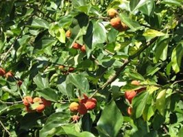 Fruit on the bush