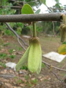 Flower female