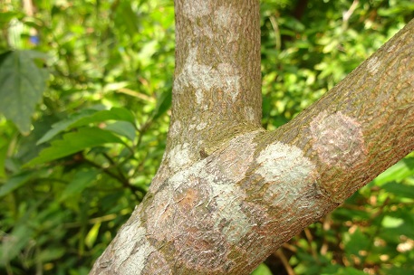 Trunk