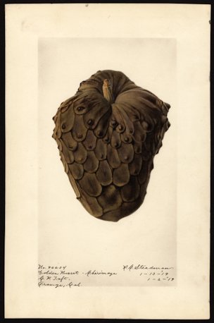 Annona cherimola Miller