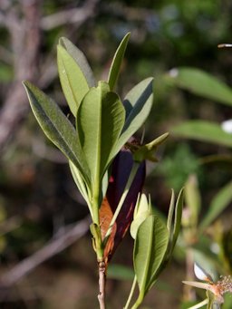 Eugenia involucrata DC. Myrtaceae leaf new growth