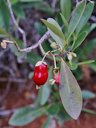 Eugenia involucrata DC. Myrtaceae