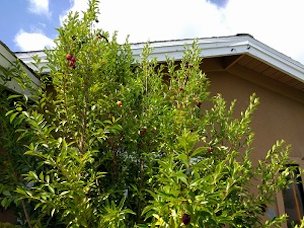 An embarrassment of fruits! Neither I, my neighbors, or the wild finches can keep up with them