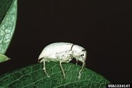 Citrus root weevil, Pachnaeus litus (Germar, 1824)