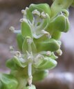 Close-up of flowers of the coconut palm, Mozambique