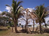 The canopy of Cocos nucifera in the center is wilted and necrotic due to a trunk infection by Thielaviopsis paradoxa. The infection site was just below the oldest leaf base