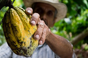 Cacao fruit, Columbia