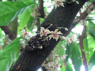 Credit: New York Botanical Garden Interestingly, the cacao tree grows its flowers directly on the main trunk, exhibiting “cauliflory” just like the Eastern redbud.
