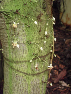 Fruit forming