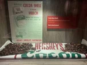 Credit: Carrie Stevenson, UF Escambia county Extension Early in the history of Hershey’s chocolate, discarded cacao pods were crushed into mulch and sold to gardeners.