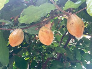 Credit: Carrie Stevenson, UF Escambia county Extension Cacao pods growing from a tree located in Hershey Gardens.