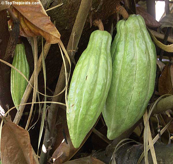 Immature Pods