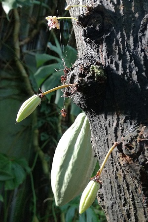 Closed and open blossom and fruits on the trunk of Theobroma cacao (ÖBG Bayreuth)