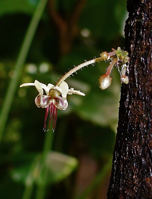 Theobroma cacao, Malvaceae, Cocoa Tree, Cacao Tree, flower. Botanical Garden KIT, Karlsruhe, Germany