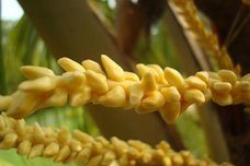 Inflorescense Close-up