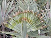 Boron deficiency of Bismarckia nobilis (Bismarck palm) showing necrosis at two separate times during the development of this leaf