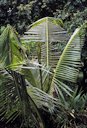 Boron-deficient Cocos nucifera showing a series of inverted "V" shaped truncations on each leaf. These leaf constrictions represent separate temporary B deficiencies caused by a series of heavy rainfalls