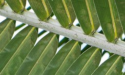 Cocos nucifera closer view of leaflets