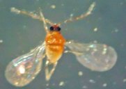 Adult male coconut scale, Aspidiotus destructor Signoret