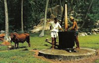 Traditional bullock-powered coconut oil mill. Dried coconuts are crushed and oil is squeezed out