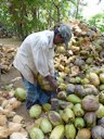 Opening of coconuts