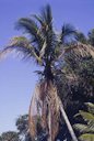 The leaves of dwarf cultivars of Cocos nucifera affected by lethal yellowing usually do not turn yellow