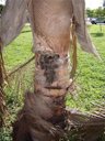 An example of "stem bleeding" on a Cocos nucifera trunk. The top of the blackened area was very soft and could be easily pushed in with the fingers