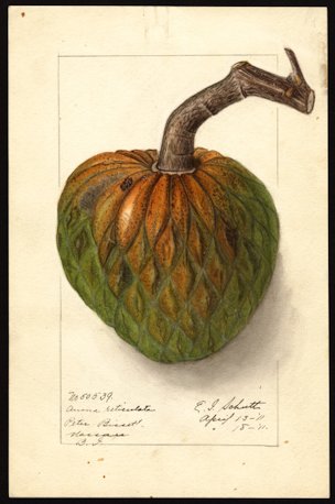 Annona reticulata