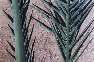 Lower section of a Medjool leaf