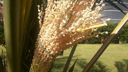 Pollinated date palm female inflorescence (close-up)