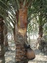 The sweet sap is tapped from Date Palm tree in Nadia district, West Bengal, India. Jaggery is made from this sweet sap