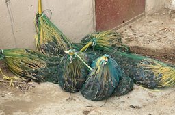 Bunches of mature dates that have just been harvested in the Al Ain Oasis (UAE) in late summer