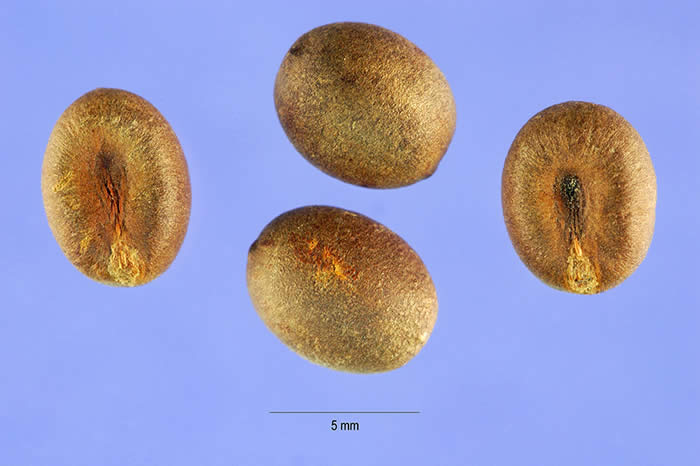 Seeds