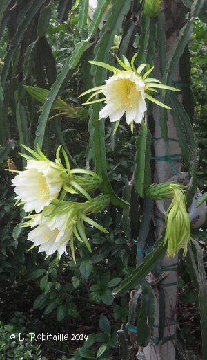 Multiple Flowers, one closed