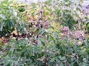 White Sapote