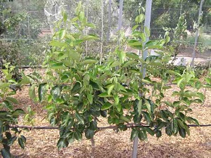 Young Persimmon