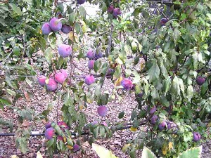 Ripe Autumn Giant Plum