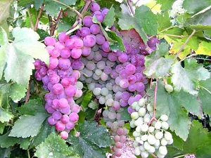 Red Globe Grape