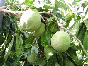 Rainbow White Sapote