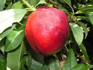 Queen Giant Nectarine