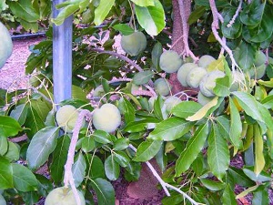 Pike White Sapote