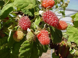 Loganberry