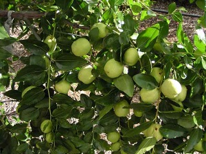 Unripe Jujube