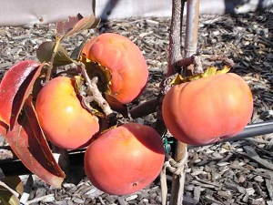 Izu Persimmon